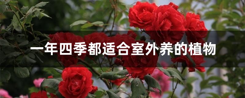 一年四季都适合室外养的植物 一年四季都适合室外养的植物