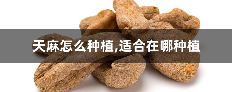 天麻怎么种植,适合在哪种植 天麻怎么种植,适合在哪种植