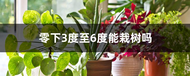 零下3度至6度能栽树吗 零下3度至6度能栽树吗