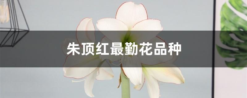 朱顶红最勤花品种 朱顶红最勤花品种