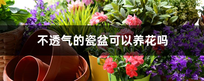 不透气的瓷盆可以养花吗