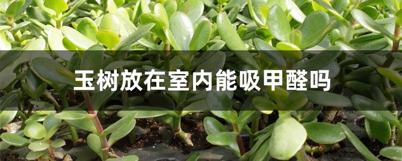 玉树放在室内能吸甲醛吗 玉树放在室内能吸甲醛吗