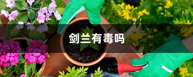 剑兰有毒吗 剑兰有毒吗