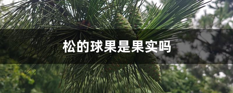 松的球果是果实吗 松的球果是果实吗