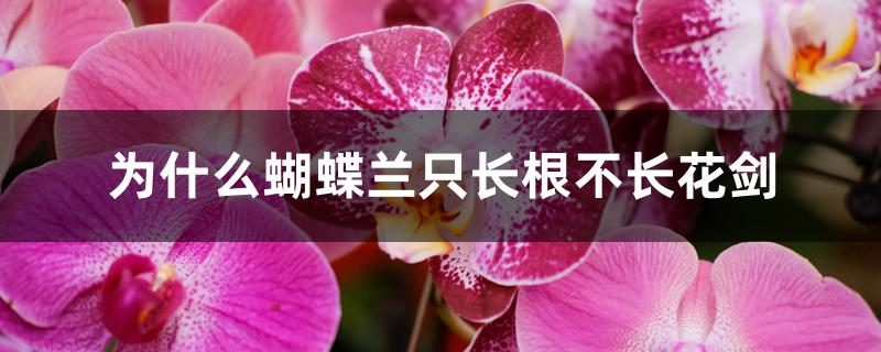 为什么蝴蝶兰只长根不长花剑 为什么蝴蝶兰只长根不长花剑