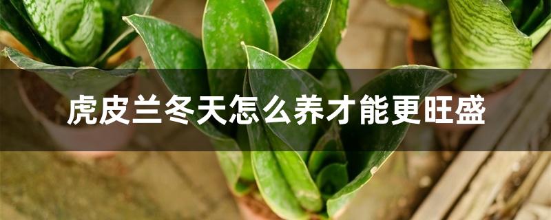 虎皮兰冬天怎么养才能更旺盛 虎皮兰冬天怎么养才能更旺盛