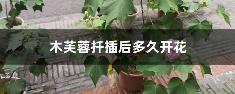 木芙蓉扦插后多久开花 木芙蓉扦插后多久开花