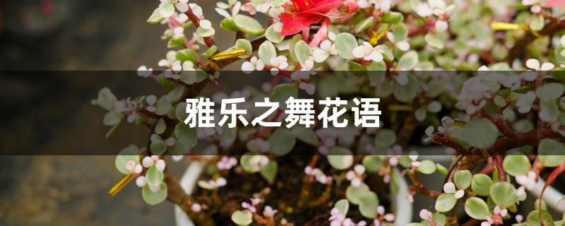 雅乐之舞花语 雅乐之舞花语