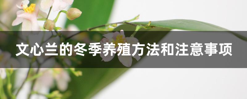文心兰的冬季养殖方法和注意事项 文心兰的冬季养殖方法和注意事项