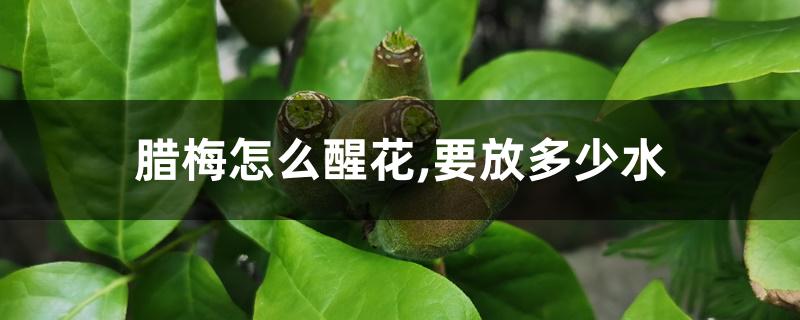 腊梅怎么醒花,要放多少水 腊梅怎么醒花,要放多少水