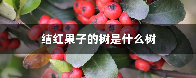 结红果子的树是什么树 结红果子的树是什么树