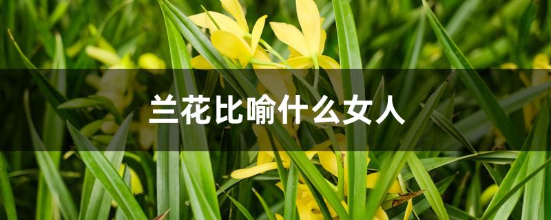 兰花比喻什么女人 兰花比喻什么女人