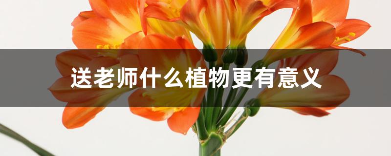 送老师什么植物更有意义 送老师什么植物更有意义
