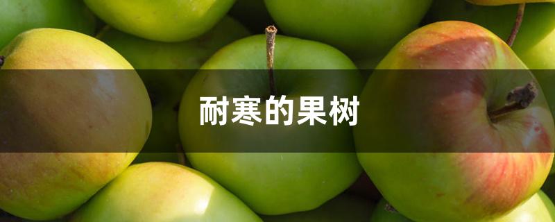 耐寒的果树