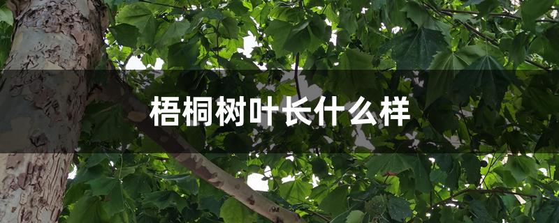 梧桐树叶长什么样 梧桐树叶长什么样