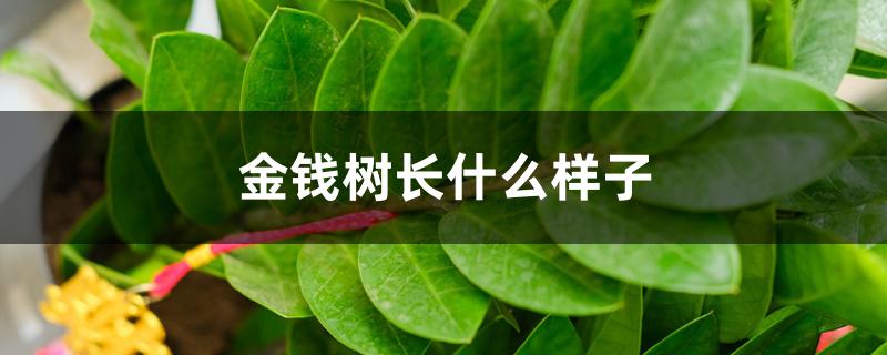 金钱树长什么样子 金钱树长什么样子