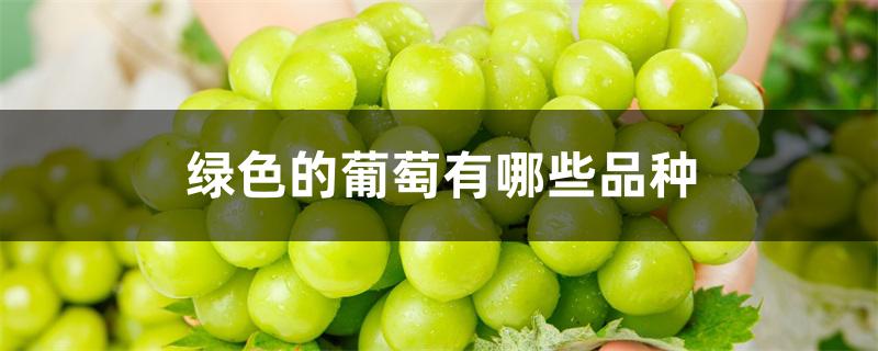 绿色的葡萄有哪些品种 绿色的葡萄有哪些品种