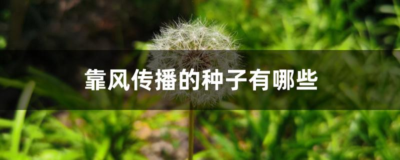 靠风传播的种子有哪些 靠风传播的种子有哪些