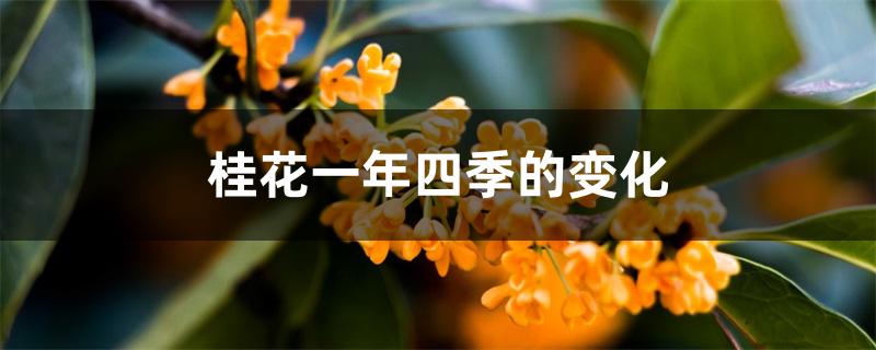 桂花一年四季的变化 桂花一年四季的变化