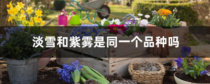 淡雪和紫雾是同一个品种吗