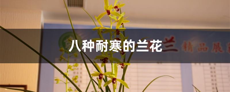 八种耐寒的兰花 八种耐寒的兰花