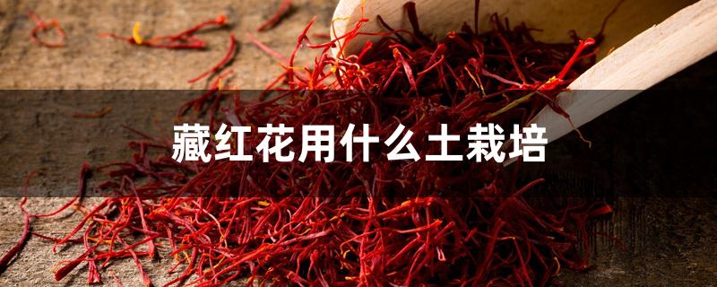 藏红花用什么土栽培 藏红花用什么土栽培