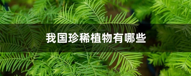 我国珍稀植物有哪些 我国珍稀植物有哪些