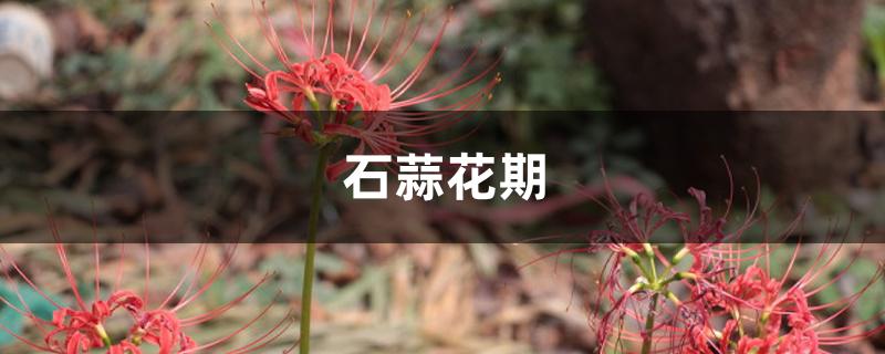 石蒜花期 石蒜花期