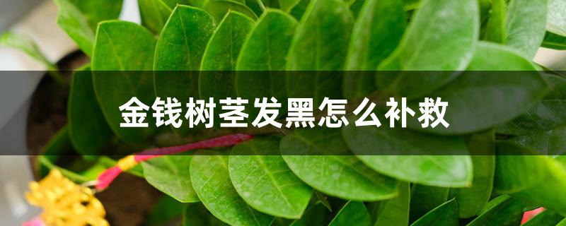 金钱树茎发黑怎么补救 金钱树茎发黑怎么补救