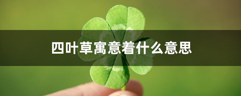 四叶草寓意着什么意思 四叶草寓意着什么意思