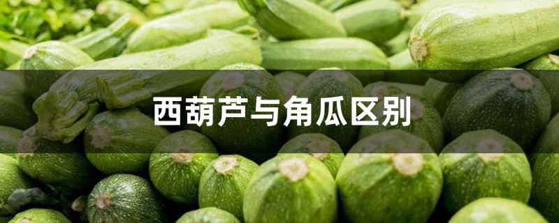 西葫芦与角瓜区别