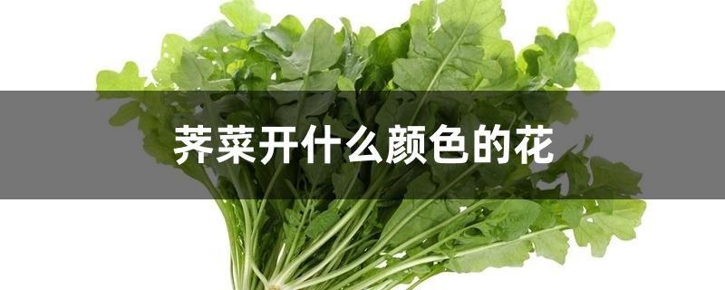 荠菜开什么颜色的花