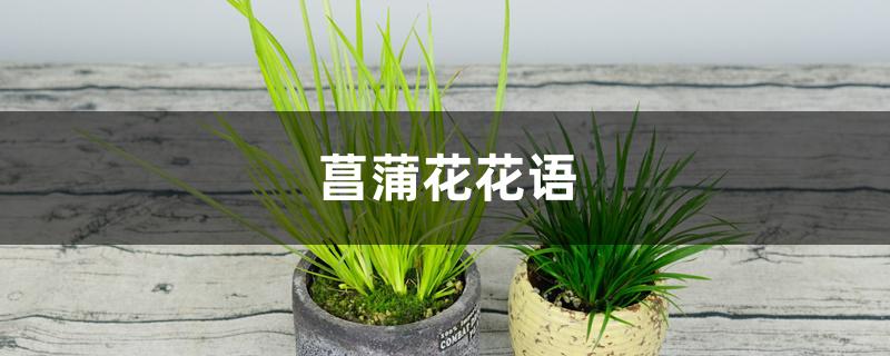 菖蒲花花语 菖蒲花花语