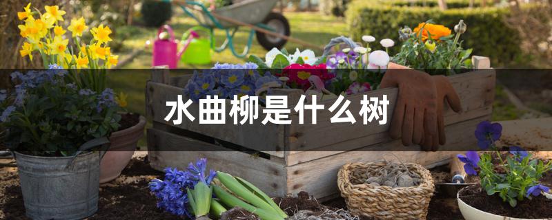 水曲柳是什么树 水曲柳是什么树