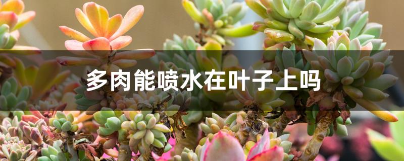 多肉能喷水在叶子上吗 多肉能喷水在叶子上吗