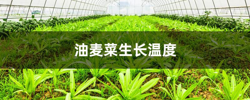 油麦菜生长温度 油麦菜生长温度