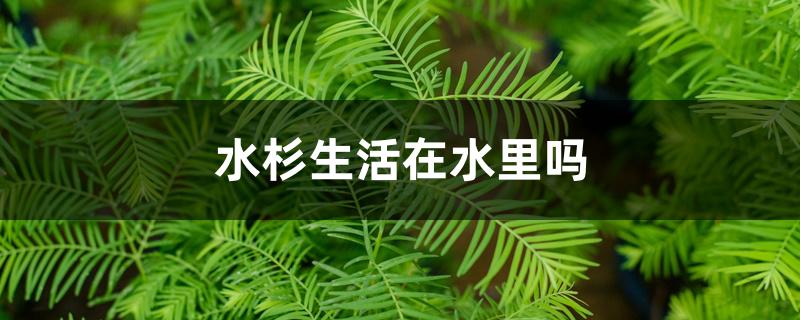 水杉生活在水里吗 水杉生活在水里吗