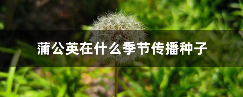 蒲公英在什么季节传播种子 蒲公英在什么季节传播种子