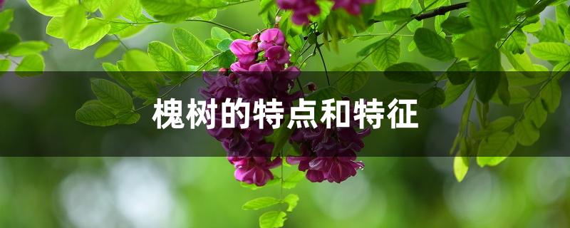 槐树的特点和特征 槐树的特点和特征