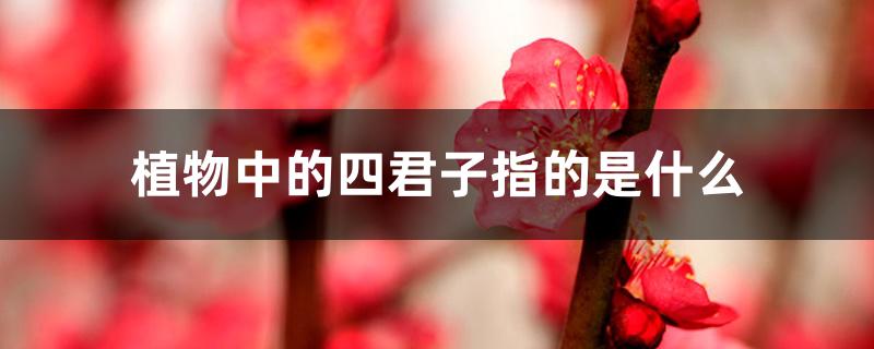 植物中的四君子指的是什么 植物中的四君子指的是什么