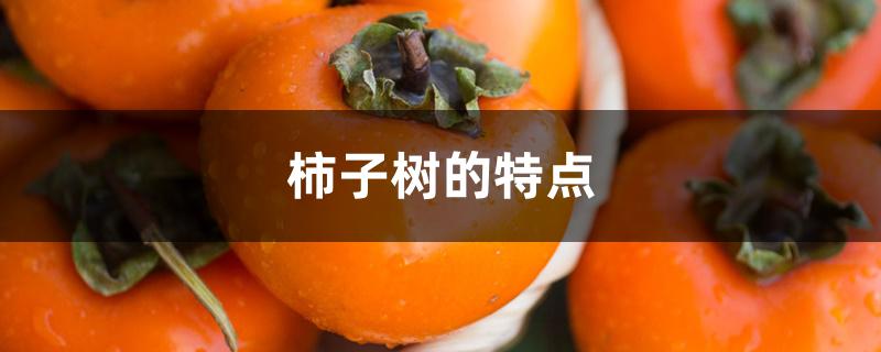 柿子树的特点 柿子树的特点