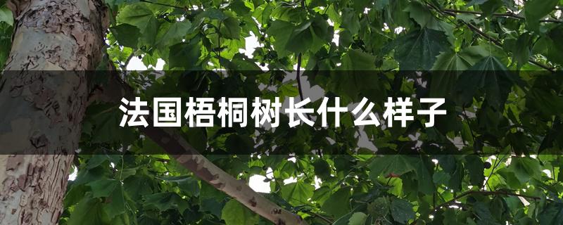 法国梧桐树长什么样子 法国梧桐树长什么样子
