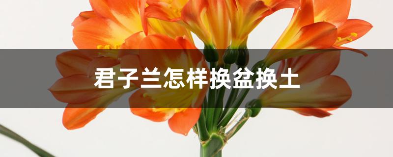 君子兰怎样换盆换土