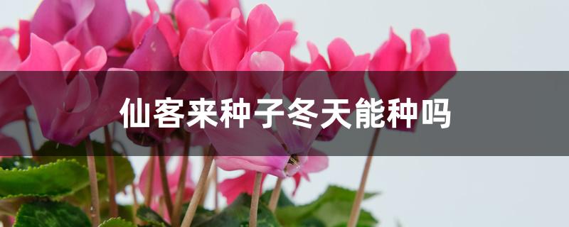 仙客来种子冬天能种吗 仙客来种子冬天能种吗