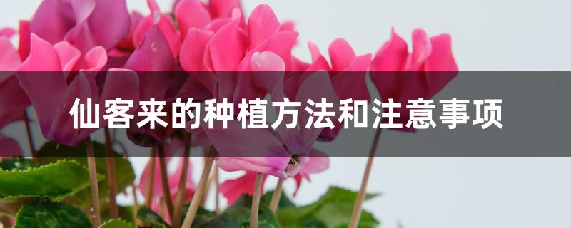 仙客来的种植方法和注意事项 仙客来的种植方法和注意事项