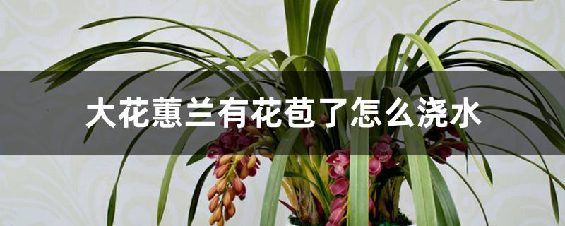 大花蕙兰有花苞了怎么浇水 大花蕙兰有花苞了怎么浇水