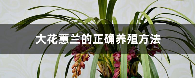 大花蕙兰的正确养殖方法 大花蕙兰的正确养殖方法