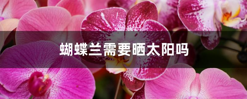 蝴蝶兰需要晒太阳吗 蝴蝶兰需要晒太阳吗