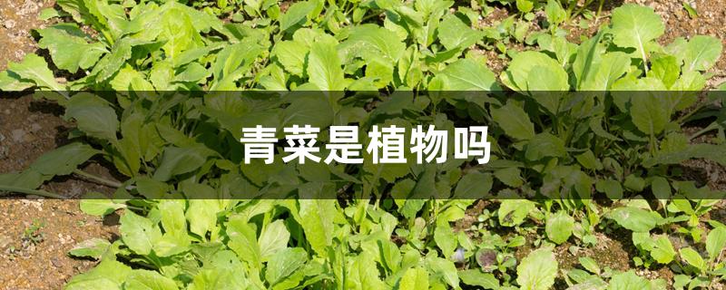 青菜是植物吗 青菜是植物吗