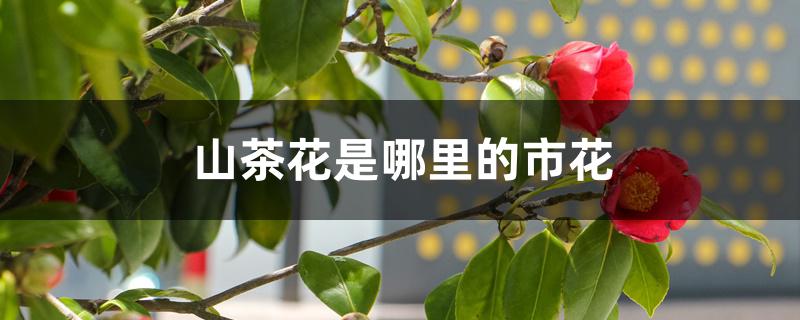 山茶花是哪里的市花 山茶花是哪里的市花